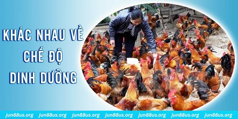 hi 88 Đại Chiến Đỏ Đen